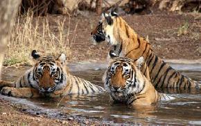 attractions-Jim-Corbett-National-Park-Bhimtal