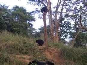 gibbon-wildlife-sanctuary, jorhat