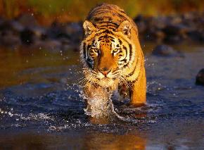 Sundarbans National Park, Sundarbans