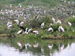 sajnekhali-bird-sanctuary, sundarbans