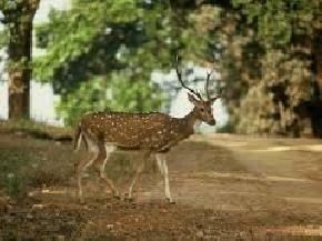 Halliday Island, Sundarbans