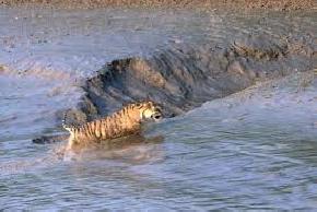 attractions-Sudhanyakhali-Watch-Tower-Sundarbans