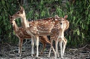attractions-Hiran-Point-Sundarbans