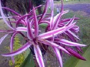 sessa-orchid-sanctuary, bomdila