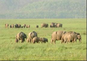 attractions-Kameng-Elephant-Reserve-Bomdila