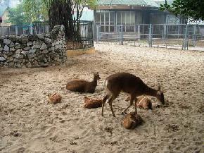 Hanoi Zoo Thu Le Park, Vietnam