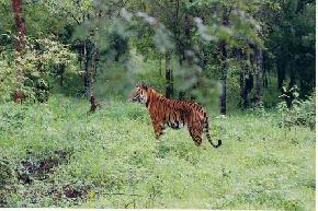 attractions-Bhadra-Wildlife-Sanctuary-Chikmagalur