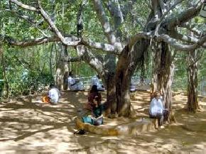 attractions-Meditation-Tree-Puttaparthi