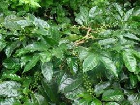 coffee-and-rubber-plantation, kaziranga-national-park
