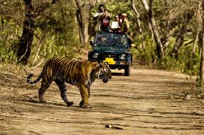 Jungle Safari, Corbett National Park