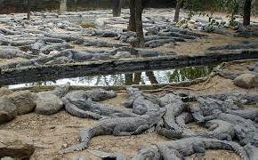 crocodile-bank-mahabalipuram