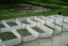 tarin-fish-farm-ziro