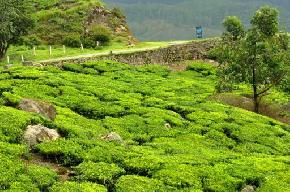 tea-gardens, palampur