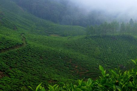 Munnar Mistytea, munnar sightseeing