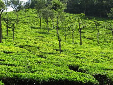 Coonoor, coonoor sightseeing