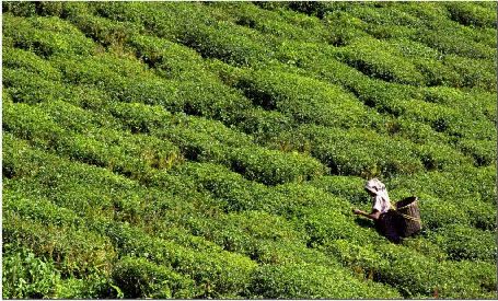 Darjeeling - Queen of Hills Darjeeling - Queen of Hills