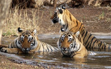 Ranthambore - Ideal for Wildlife Lovers Ranthambore - Ideal for Wildlife Lovers