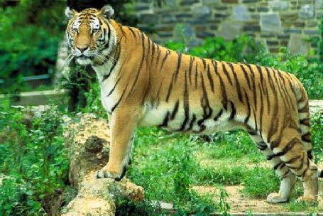 Bengal Tiger Sundarban, bangladesh sightseeing