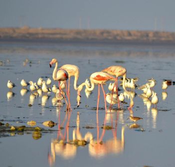 Flamingo Jamnagar Gujarat, 
			jamnagar sightseeing