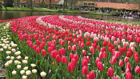 Netherlands Tulip Garden, netherlands sightseeing