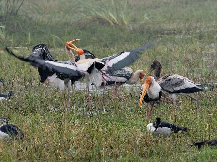 Bharatpur Bird Sanctuary, 
			bharatpur sightseeing