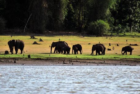 Kabini Elephants, kabini sightseeing