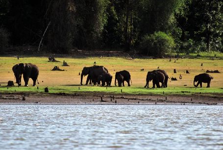 Kabini Elephants, 
			kabini sightseeing