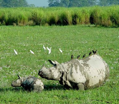 Kaziranga National Park Tour Packages, kaziranga national park sightseeing