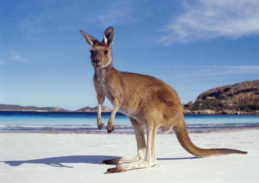 Kangaroo-Australia