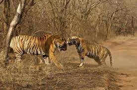 about Ranthambore