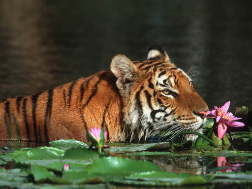 Royal-Bengal-Tiger-Bangladesh