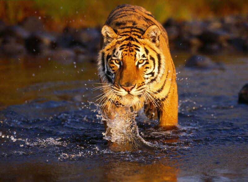 about Sundarbans