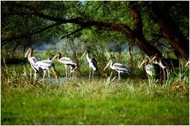 about Bharatpur