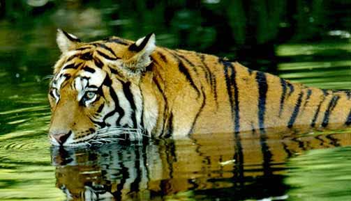 about Corbett national park