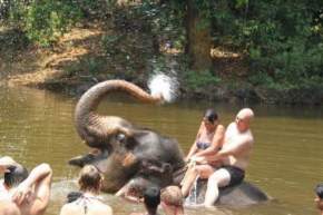 elephant-rides-in-kollam