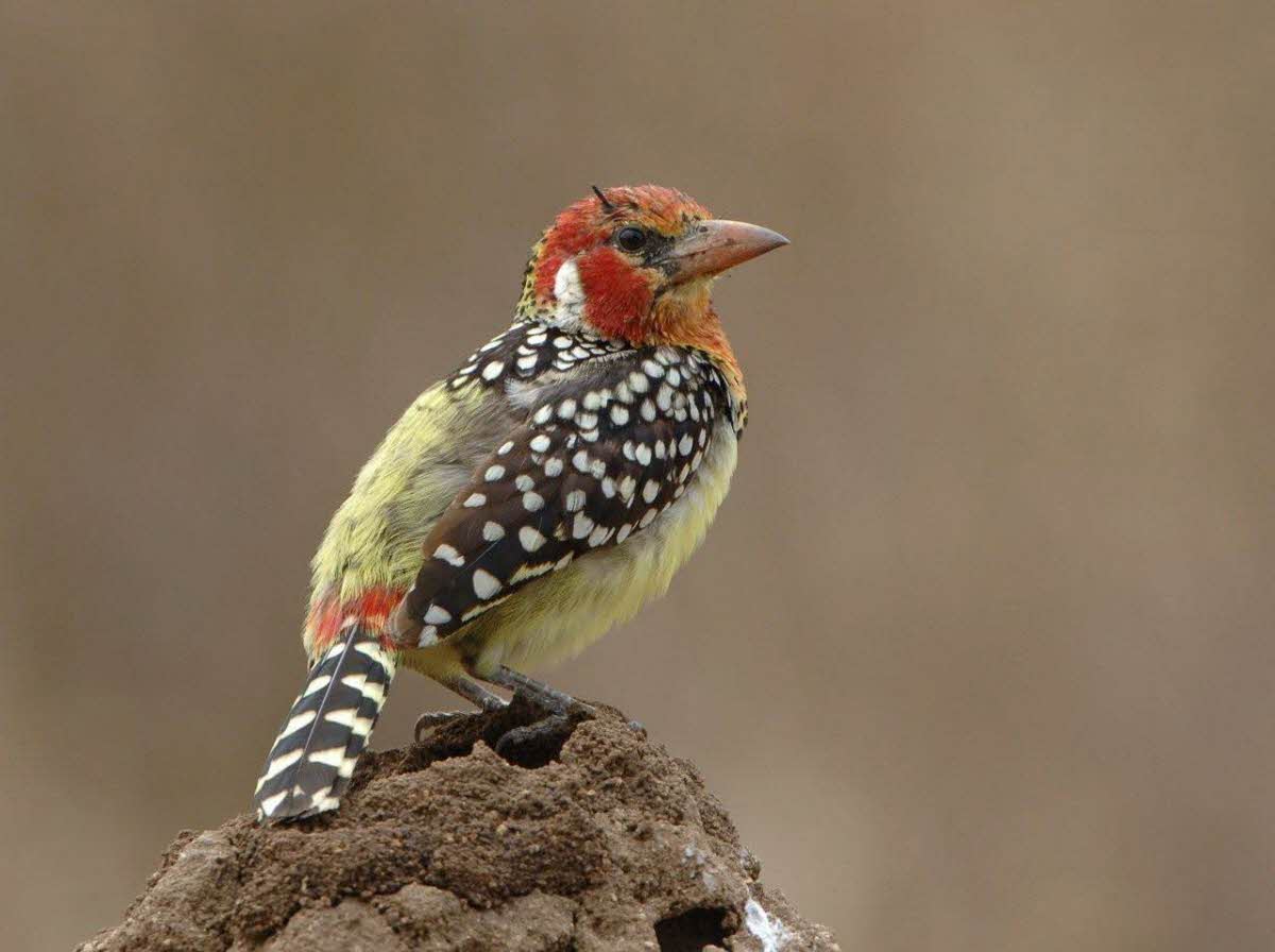 activity-Bird-Watching-photos