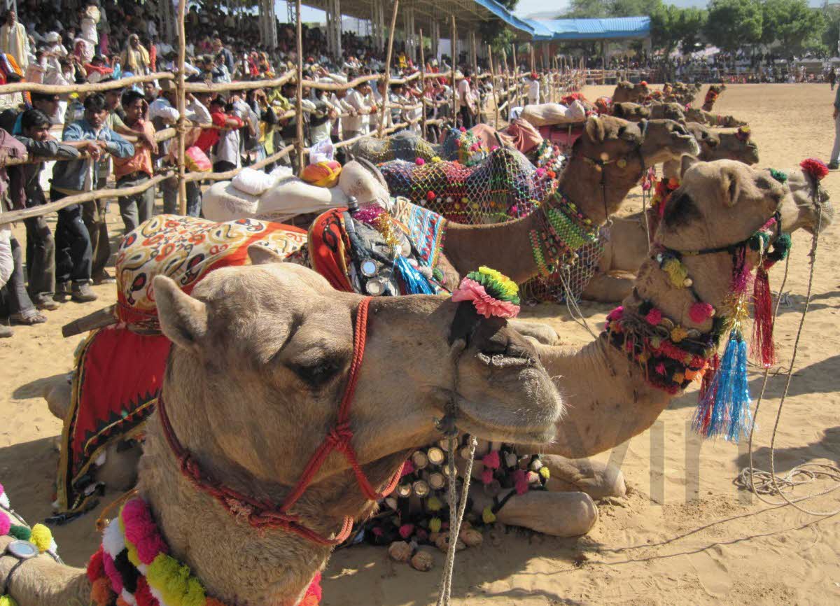 india-festival-2012-11-20-07-01-22pushkar-camel-fair.jpg